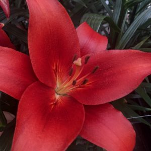 Single red lily named Brianza