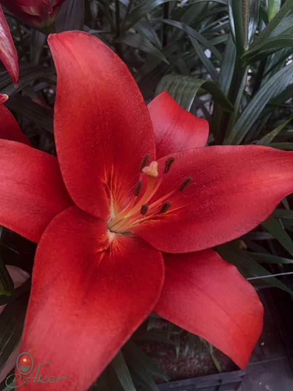 Single red lily named Brianza