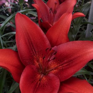 Single dark red lily flower 'Calabria'