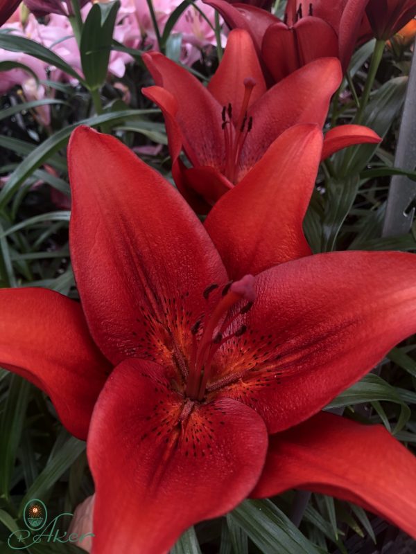 Single dark red lily flower 'Calabria'