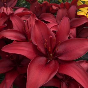 Single red lily flower 'Ducati'