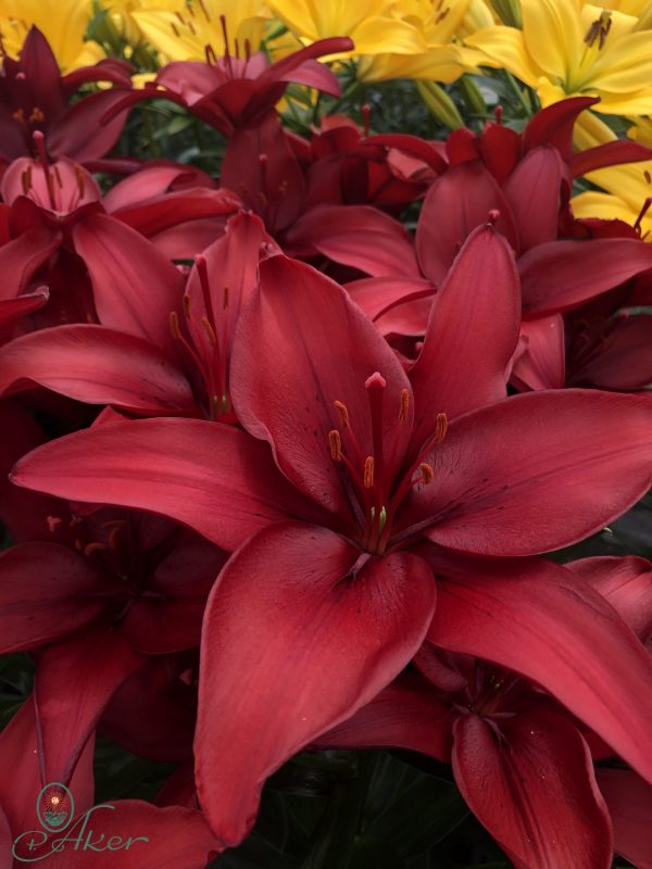 Single red lily flower 'Ducati'