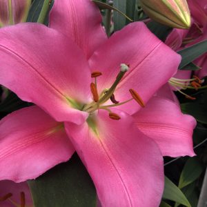 Dark pink lilium flower 'Ibiza'