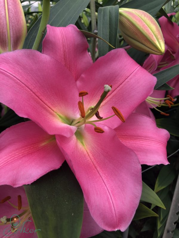 Dark pink lilium flower 'Ibiza'