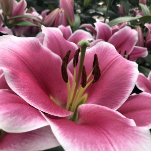 Lilium Tigris pink flower with white edges