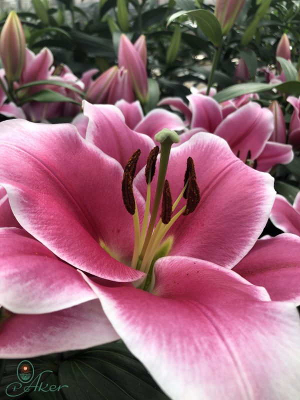 Lilium Tigris pink flower with white edges