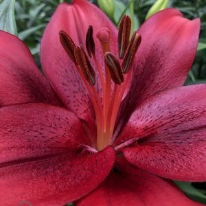 Big single lily flower, dark red 'Yerseke'