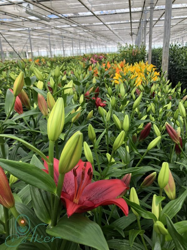 Greenhouse with red lily 'Yerseke'