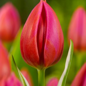 Single red tulip