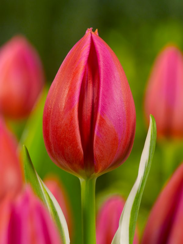 Single red tulip