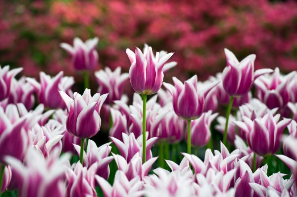 Field with lily flowering tulips white/purple