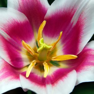 Open tulip white with pink heart