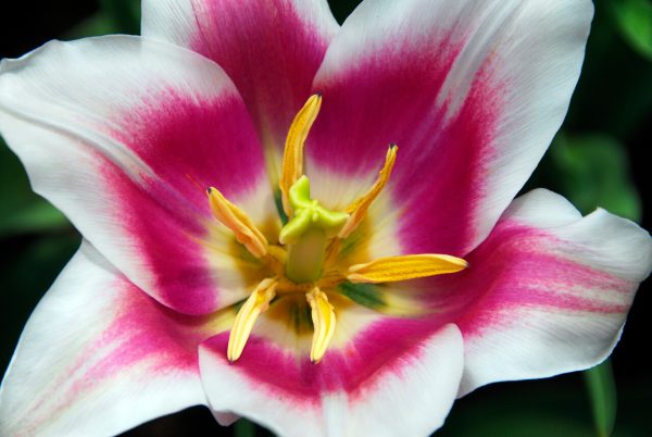 Open tulip white with pink heart