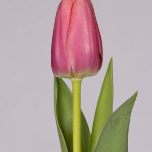 Single big pink tulip