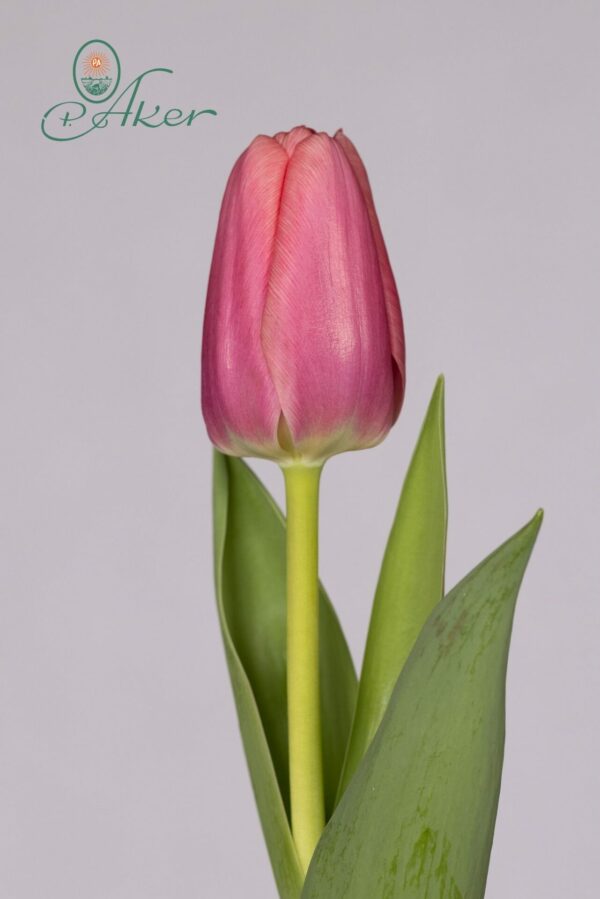 Single big pink tulip