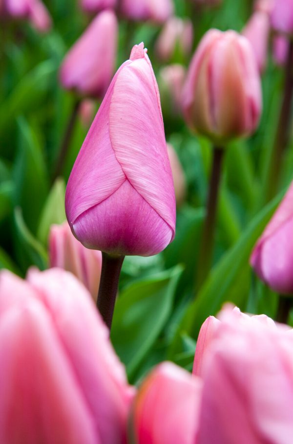 Field of pink tulips