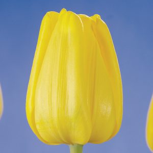 Single Yellow tulip