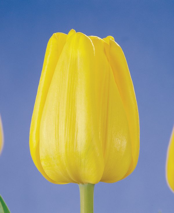 Single Yellow tulip