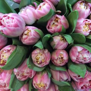 Bunch of double pink tulips