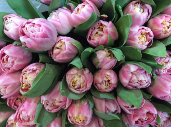 Bunch of double pink tulips