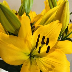 Bunch of yellow lilies