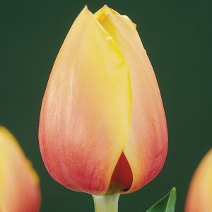 Single red/yellow tulip