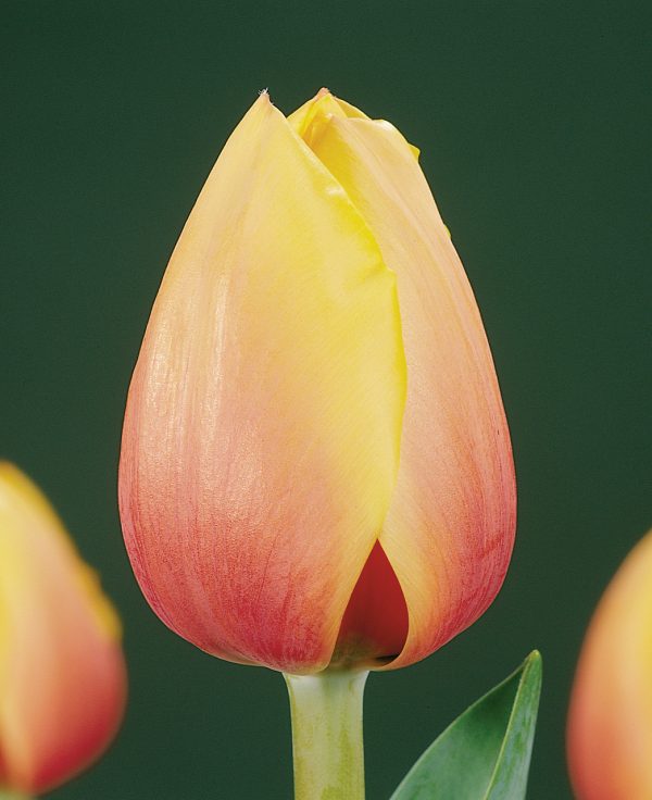 Single red/yellow tulip