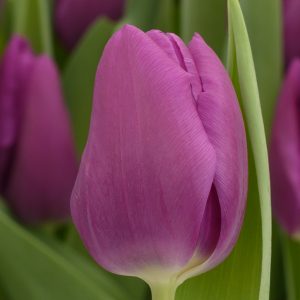 Single purple tulip