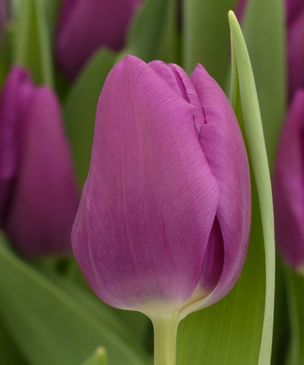 Single purple tulip