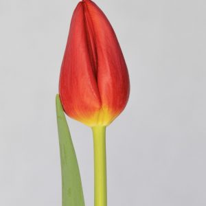Single red tulip with one leave Artemis
