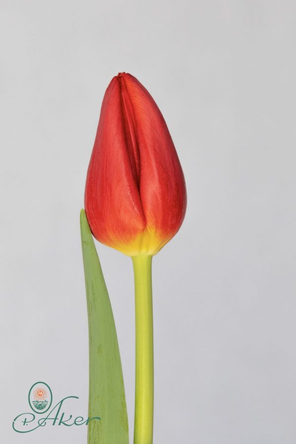 Single red tulip with one leave Artemis