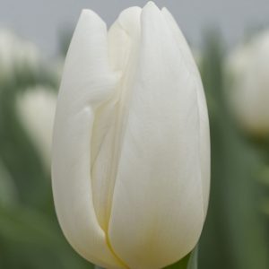Single white tulip