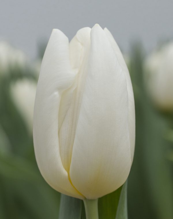 Single white tulip