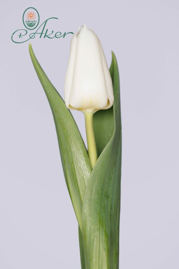 Single white tulip Dutch Mountain