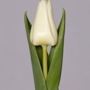 Single white tulip