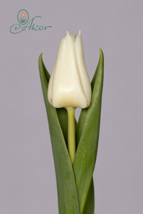 Single white tulip