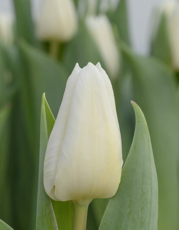 Single white tulip Dutch Mountain