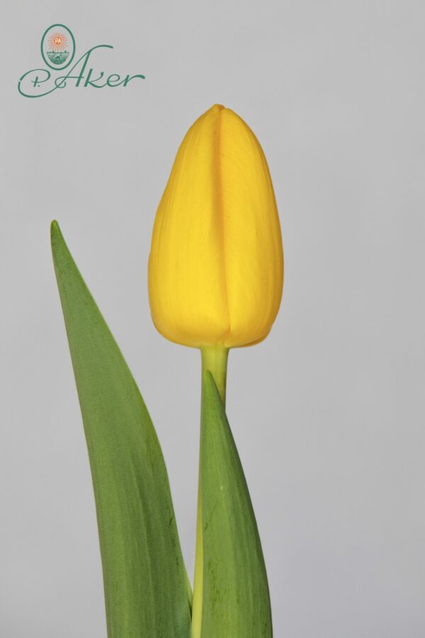 Single yellow tulip El Dorado