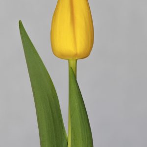 Single yellow tulip