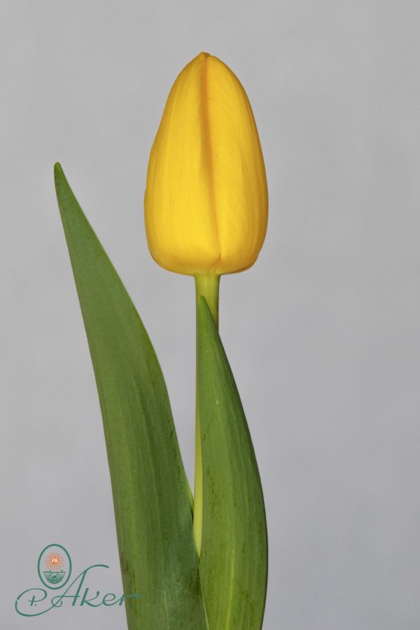 Single yellow tulip