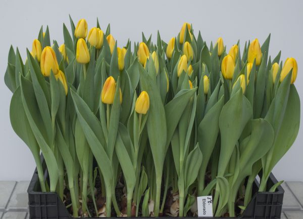 Crate full of Yellow tulips