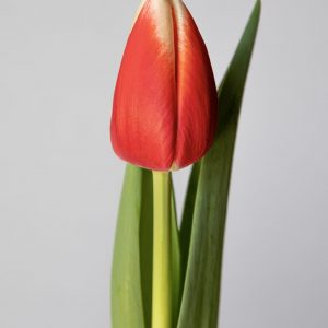 Single Red/White tulip Energy4all