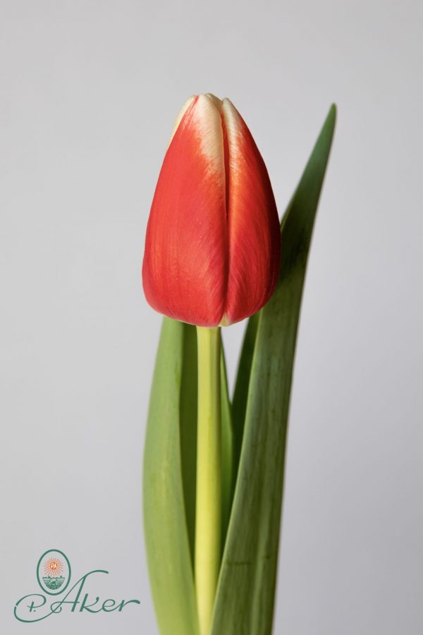 Single Red/White tulip Energy4all