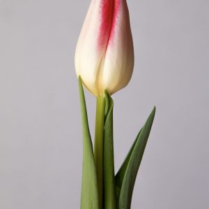 Single white/pink tulip Mickey Chic