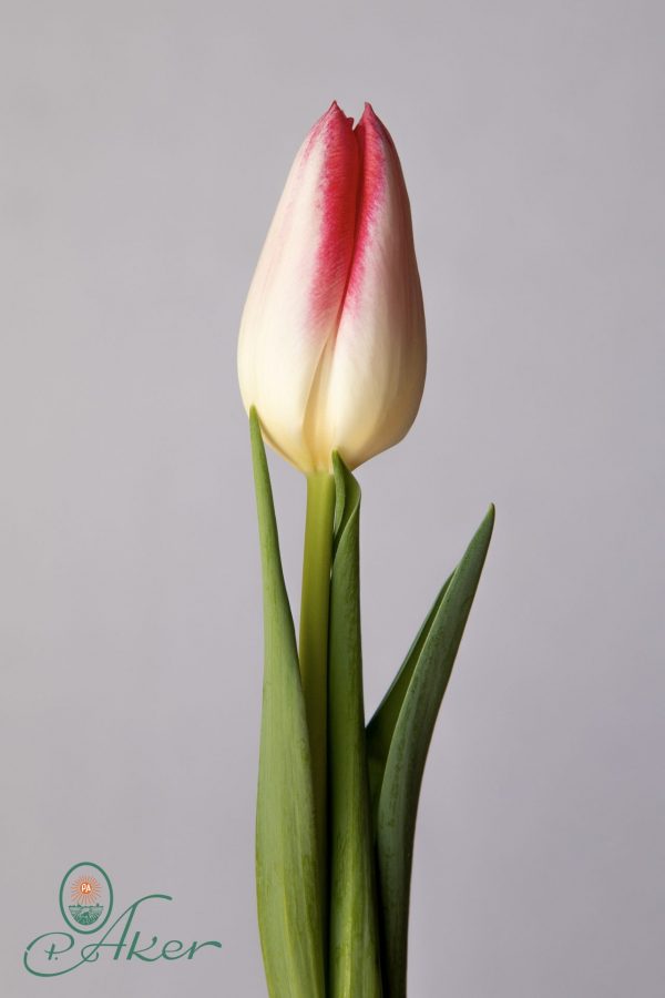 Single white/pink tulip Mickey Chic
