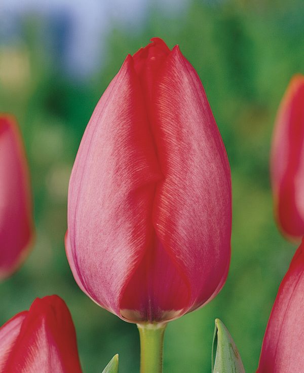 Close-up of a Single pink tulip