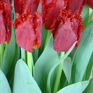 Red fringed tulips