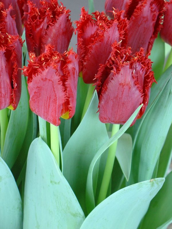 Red fringed tulips