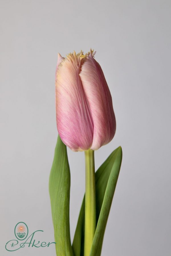 Single Pink/Yellow tulip