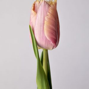 Single Pink/Yellow tulip